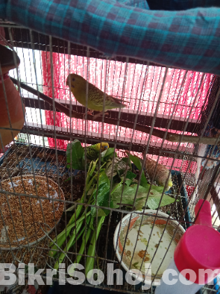 বাজিগর পাখি
